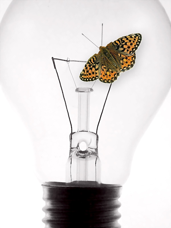 Glühbirne  Schmetterling   OK Kopie.jpg